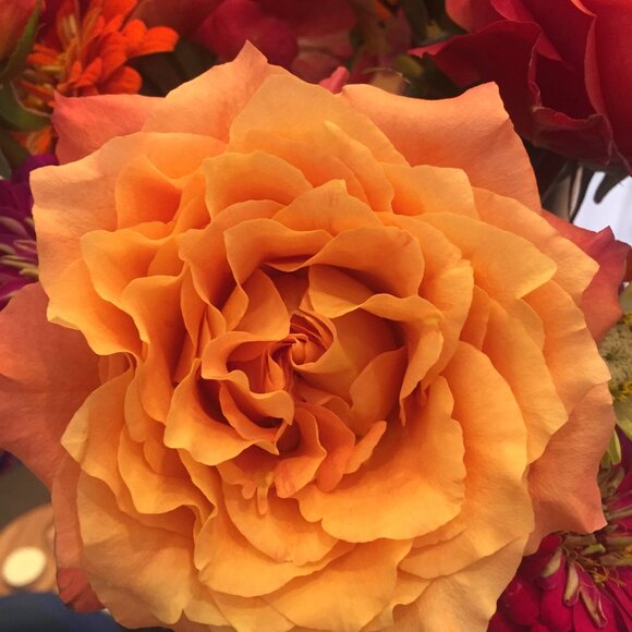 Meet your Posher, Sarina - Picture 1 of 1